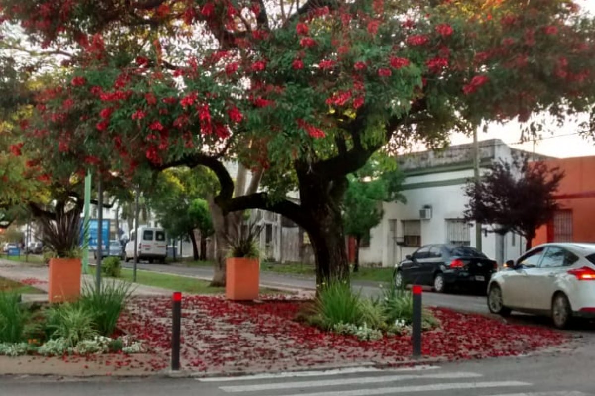 Reconocimiento a nuestra Flor Nacional - Municipalidad Gualeguaychú Entre  Ríos Argentina